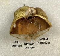 Gyroporus castaneus image