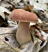 Gyroporus smithii image