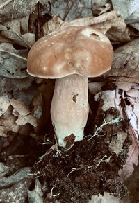 Gyroporus smithii image