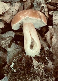 Gyroporus smithii image