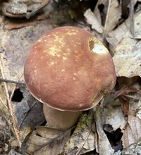 Gyroporus smithii image