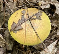 Pulveroboletus ravenelii image