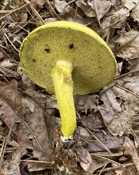 Pulveroboletus ravenelii image