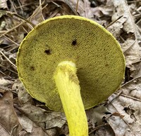 Pulveroboletus ravenelii image