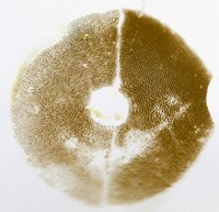 Pulveroboletus ravenelii image