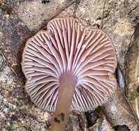 Hygrocybe purpureofolia image