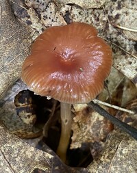 Hygrocybe purpureofolia image