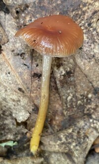 Hygrocybe purpureofolia image