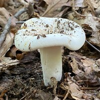 Lactifluus glaucescens image