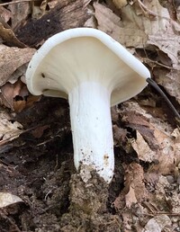 Lactifluus glaucescens image