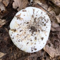 Lactifluus glaucescens image