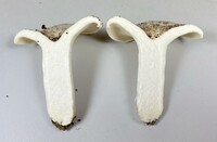 Lactifluus glaucescens image