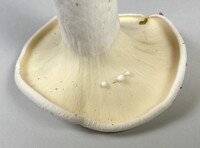 Lactifluus glaucescens image