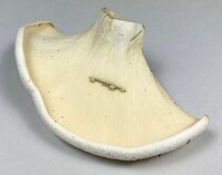 Lactifluus glaucescens image