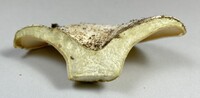 Lactifluus glaucescens image