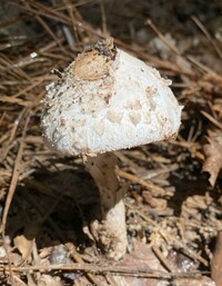 Image of Macrolepiota rhacodes