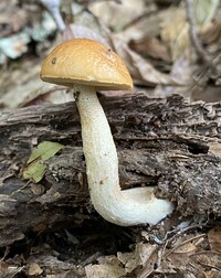 Image of Leccinum longicurvipes