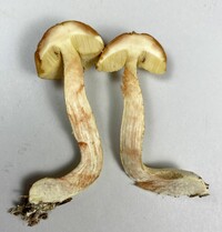 Leccinum longicurvipes image