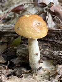 Leccinum longicurvipes image