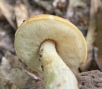 Leccinum longicurvipes image