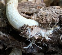 Leccinum longicurvipes image