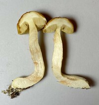 Leccinum longicurvipes image