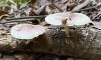 Pholiota polychroa image