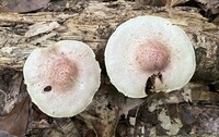 Pholiota polychroa image