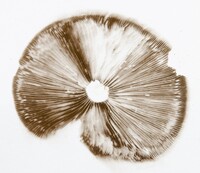 Pholiota polychroa image