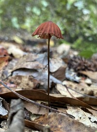 Image of Xeromphalina cauticinalis