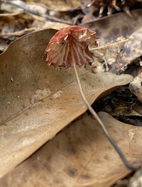 Xeromphalina cauticinalis image