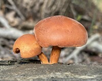 Image of Gymnopilus liquiritiae