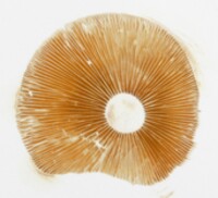 Gymnopilus liquiritiae image