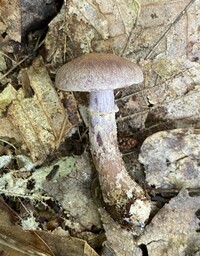 Cortinarius torvus image