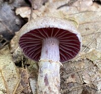 Cortinarius torvus image