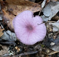 Gymnopus iocephalus image