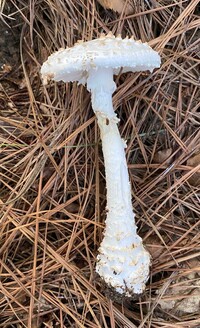 Amanita subcokeri image