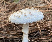 Amanita subcokeri image