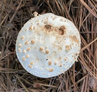 Amanita subcokeri image