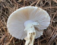 Amanita subcokeri image