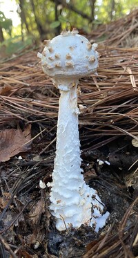 Amanita subcokeri image