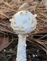 Amanita subcokeri image