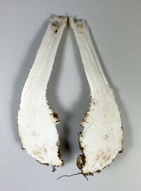 Amanita subcokeri image