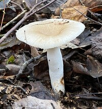 Image of Russula crustosa