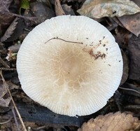 Russula crustosa image