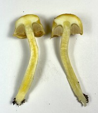 Pulveroboletus curtisii image