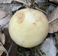 Aureoboletus innixus image