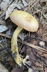 Aureoboletus innixus image