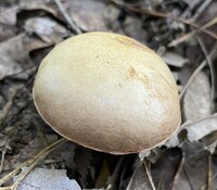 Aureoboletus innixus image