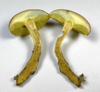 Aureoboletus innixus image